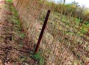 Догляд за малиною навесні - обрізання та підживлення добривами