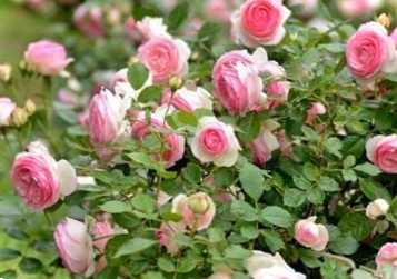 Догляд за трояндами восени. Підготовка до зими - обрізка, підживлення, укриття кущів