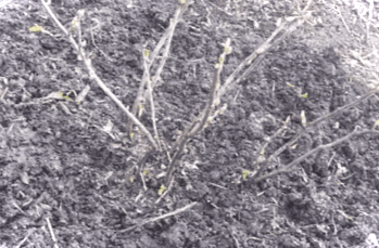 Догляд за смородиною навесні після зими - підживлення та обрізання