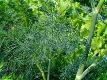 Кріп - посадка та догляд у відкритому ґрунті, в теплиці, на підвіконні