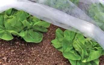 Укривний матеріал для грядок. Види, який краще вибрати?