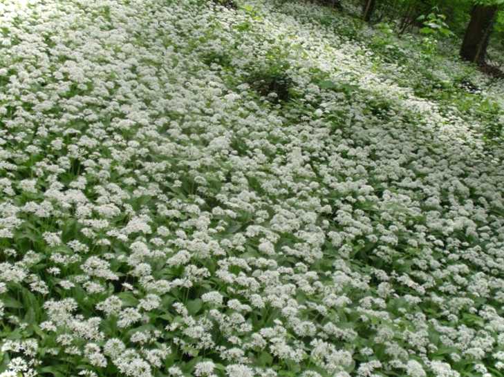 Як садити і виростити черемшу з насіння або цибулин у домашніх умовах?