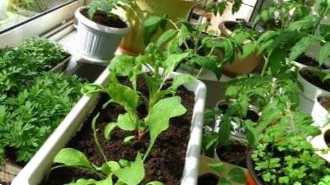 У чому вирощувати розсаду – вибираємо ємності