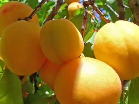 Абрикос Мічурінський та інші популярні сорти