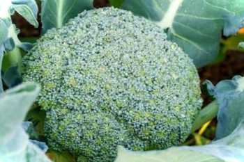 Коли садити на розсаду броколі та як її вирощувати у відкритому ґрунті