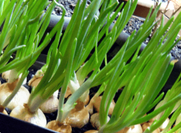 Зелена цибуля - 4 способи вирощування на підвіконні