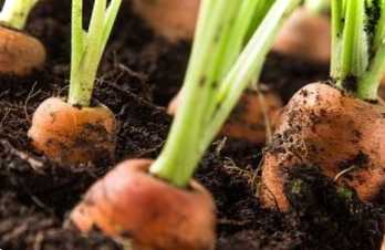 Посів насіння моркви в яєчні контейнери - найпростіший спосіб, покрокова інструкція