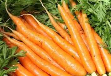 7 секретів вирощування моркви у відкритому ґрунті
