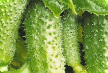 Секрети вирощування огірків у теплиці та відкритому грунті