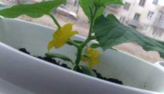 Вирощування огірків на підвіконні взимку