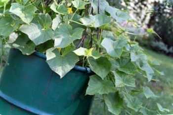 Вирощування огірків у бочці - переваги, посадка, догляд