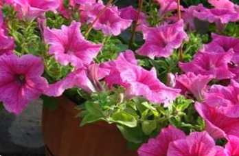 Як виростити петунію з насіння в домашніх умовах? Секрети вирощування