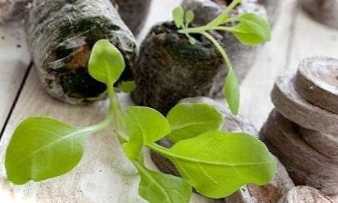 Вирощування розсади петунії у торф'яних таблетках. Покрокова інструкція