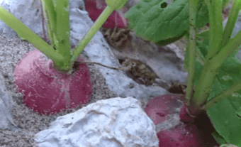 Вирощування редьки в яєчних касетах - покрокова інструкція