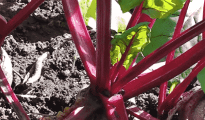 Буряк - вирощування та догляд у відкритому ґрунті