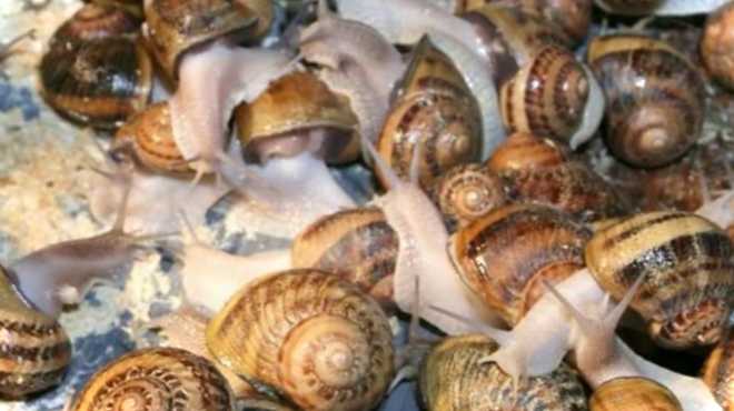 Найкраща страва з виноградних равликів - рецепт з фото та описом