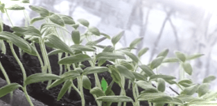 Що робити, якщо розсада помідорів, огірків, баклажанів, петунії сильно витяглася?