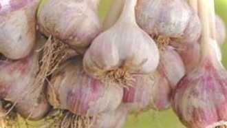 Як виростити ярий часник - особливості вирощування у відкритому ґрунті