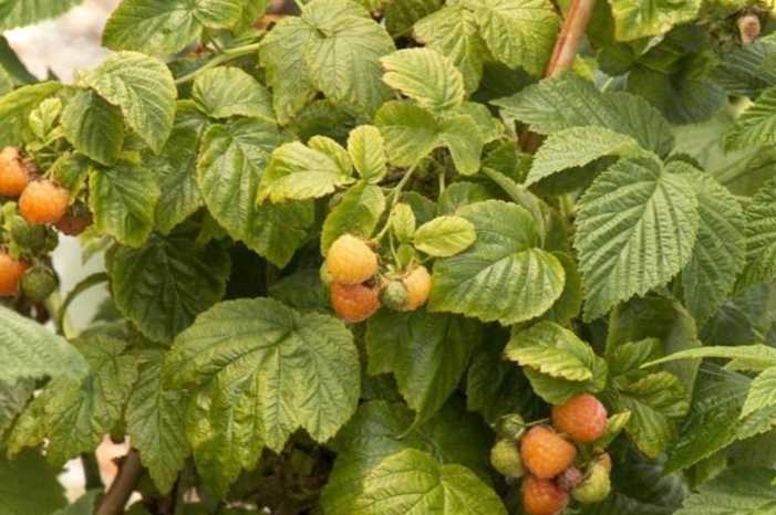 Малина Жовте Чудо опис. Детальний огляд сорту помаранчевої малини