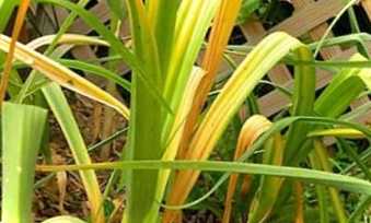 Чому жовтіє часник навесні – чим полити та підгодувати