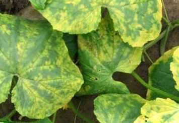 Жовтіють листя на огірках - що робити?