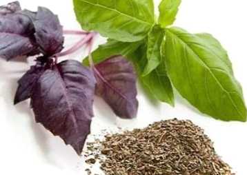 Як виростити базилік будинку на підвіконні та на розсаду з насіння