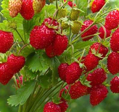 Найкращі рецепти із суницею. Що можна приготувати з ягід?