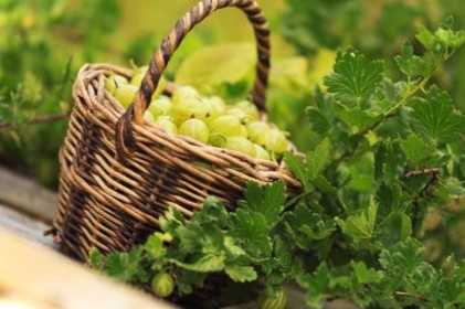 Агрус на зиму заготівлі - найкращі рецепти. Як приготувати аґрус?