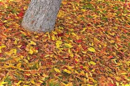 Опале листя восени що з ними робити, як утилізувати, як використовувати на городі