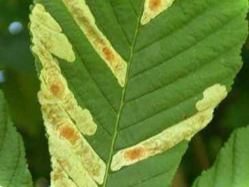 Мінуюча міль на каштанах чомусь з'являється і як з нею боротися