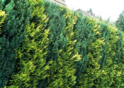 Хвойна живопліт для вічнозеленого озеленення на заміській ділянці