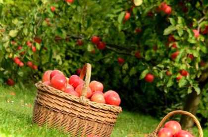 Найкращий період для збирання яблук корисні поради та рекомендації