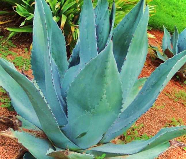 Квіти в черевиках або куди найкраще посадити дивовижні сукуленти