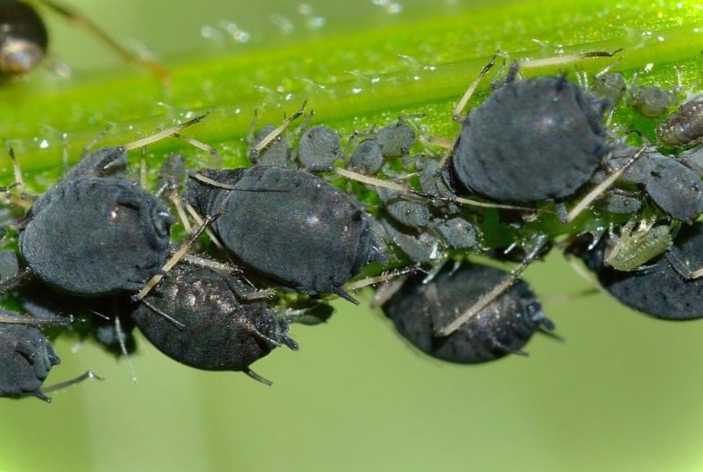 Укус попелиці як помітити, до чого може привести і як вилікувати?