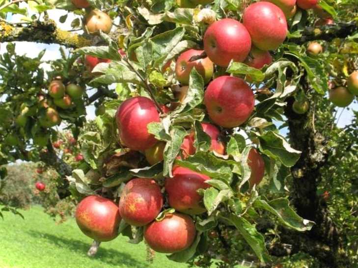 Як правильно обрізати яблуню влітку найкращі поради та рекомендації