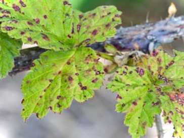 Антракноз кавуна, полуниці, малини та інші рослини?