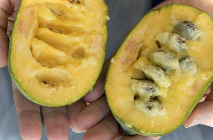 Азіміна - бананове дерево нюанси вирощування та корисні властивості