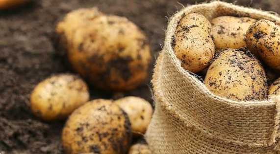 Сорти картоплі для суглинного ґрунту, стійкі до фітофтору та нематоди
