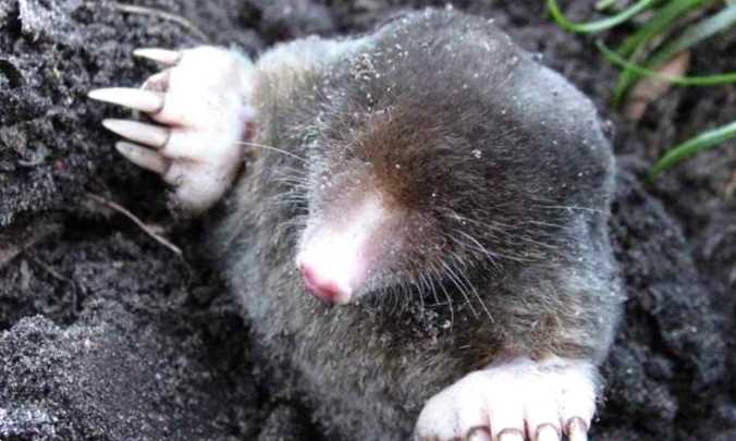 Як зловити крота на гачок на дачній ділянці?