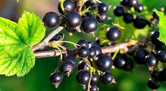 Страви з чорної смородини – смачні та корисні рецепти для приготування в домашніх умовах