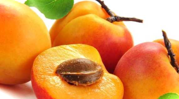 Поширені хвороби абрикосових дерев та їх ефективне лікування