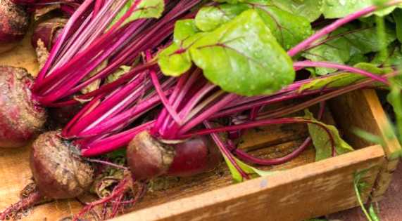 Як зберігати врожай буряків взимку - відповіді експертів на питання, що часто задаються