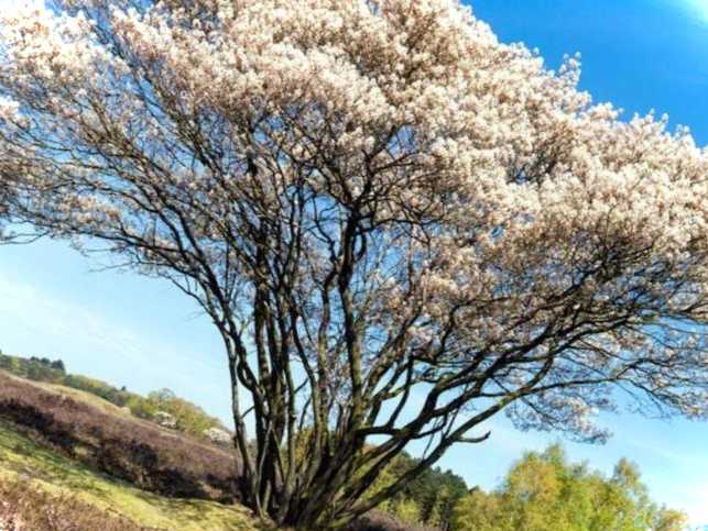 Ірга Ламарка канадська опис, сорти дерева, фото чагарника та плодів