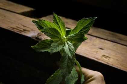 Їстівні трави та овочеві культурні рослини фото, назви, види