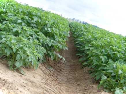 Як після посадки поливати картоплю у спеку правильний полив рослин