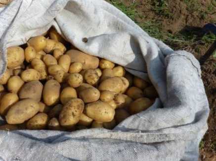 Посадка картоплі під солому та сіно як виростити таку картоплю