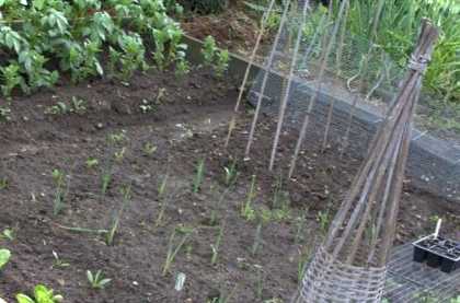 Догляд за картоплею після посадки підгортання, полив, підживлення