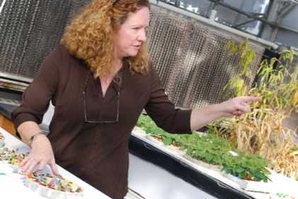 Як посадити рослини в теплиці з полікарбонату? Які овочі можна висаджувати?