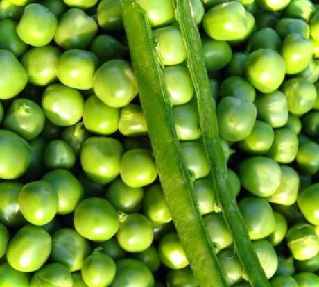 Як правильно підв'язати рослину у відкритому грунті