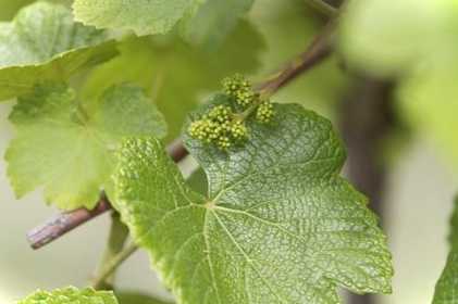 Як правильно вкоренити виноград топ найефективніших порад